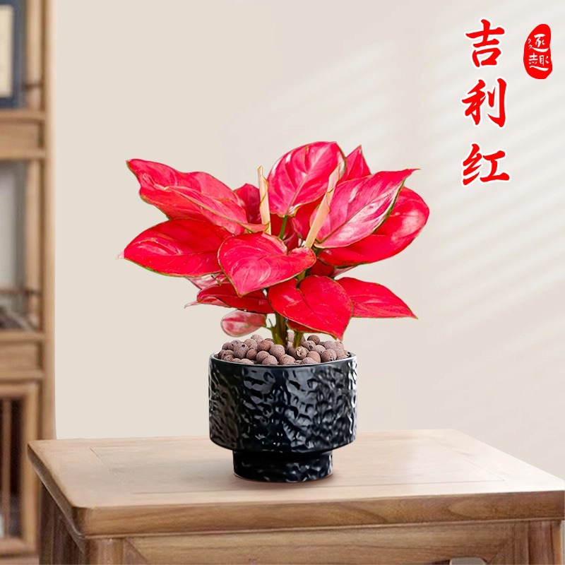 Lucky Red Ruyi Queen's Office Desktop Small Potted Plants f