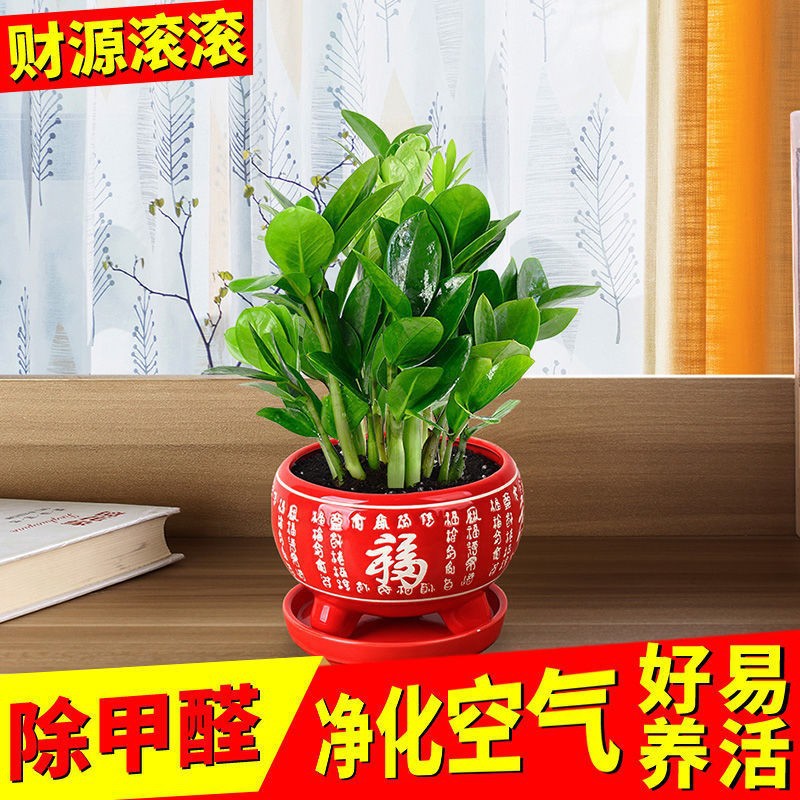 Money tree potted indoor potted plants do not require sunli