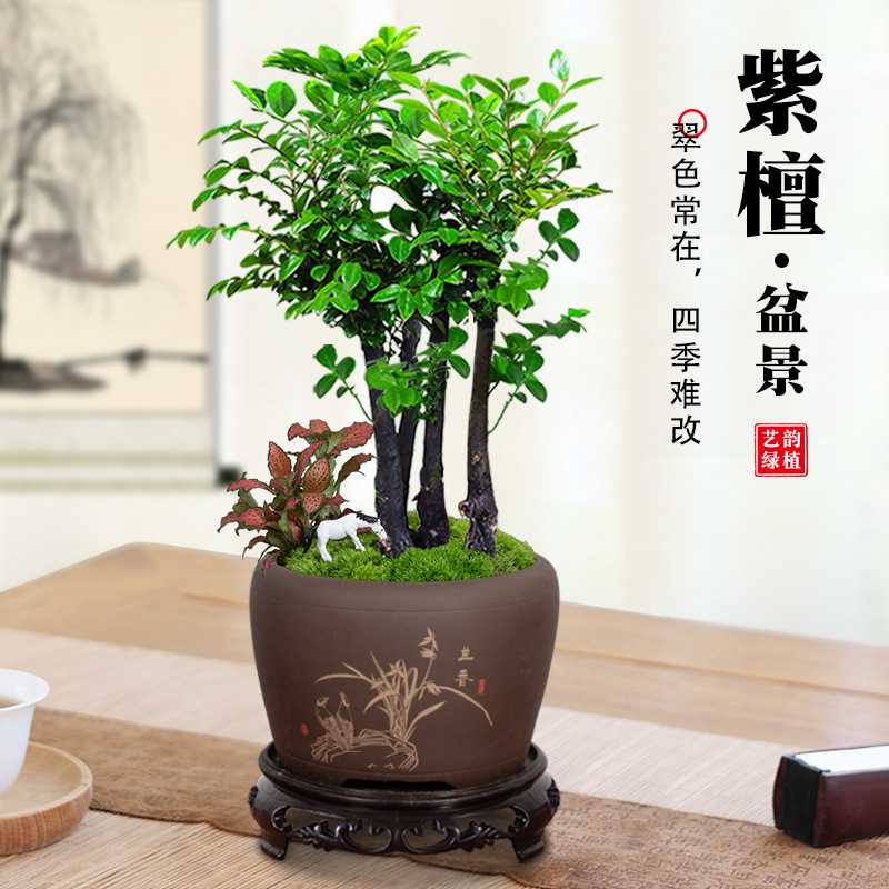 Small leaved rosewood bonsai plants, old stump bonsai plant