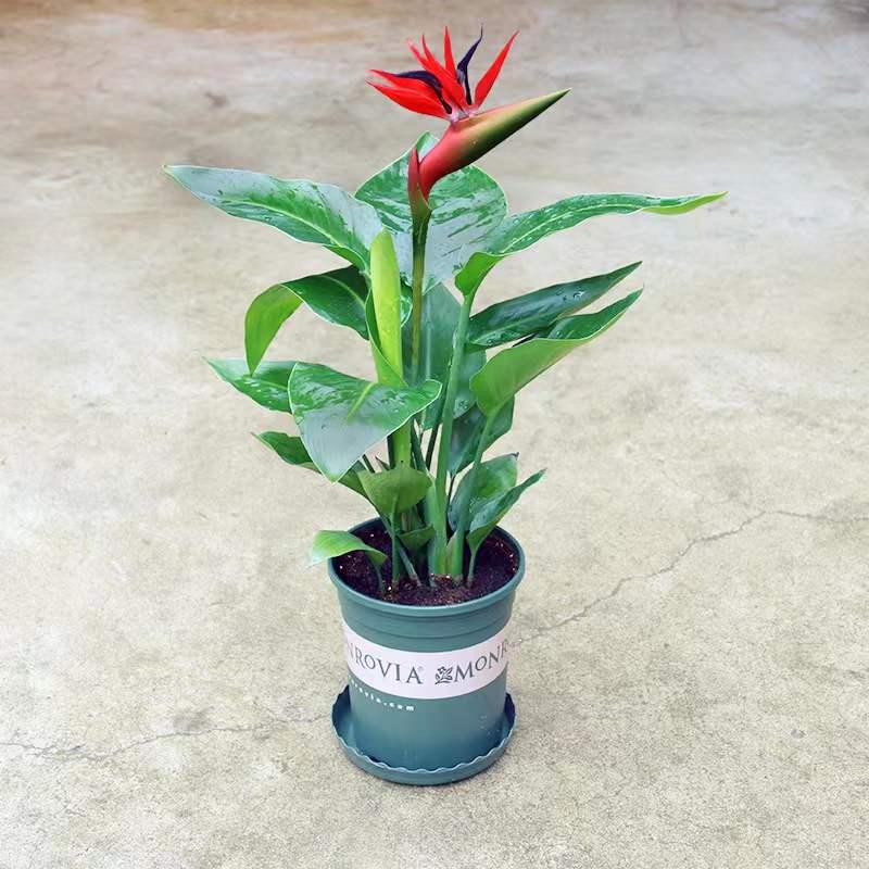 工具天堂鸟鹤望苗室内大型绿色植物带花苞四季常青客厅绿植花卉盆