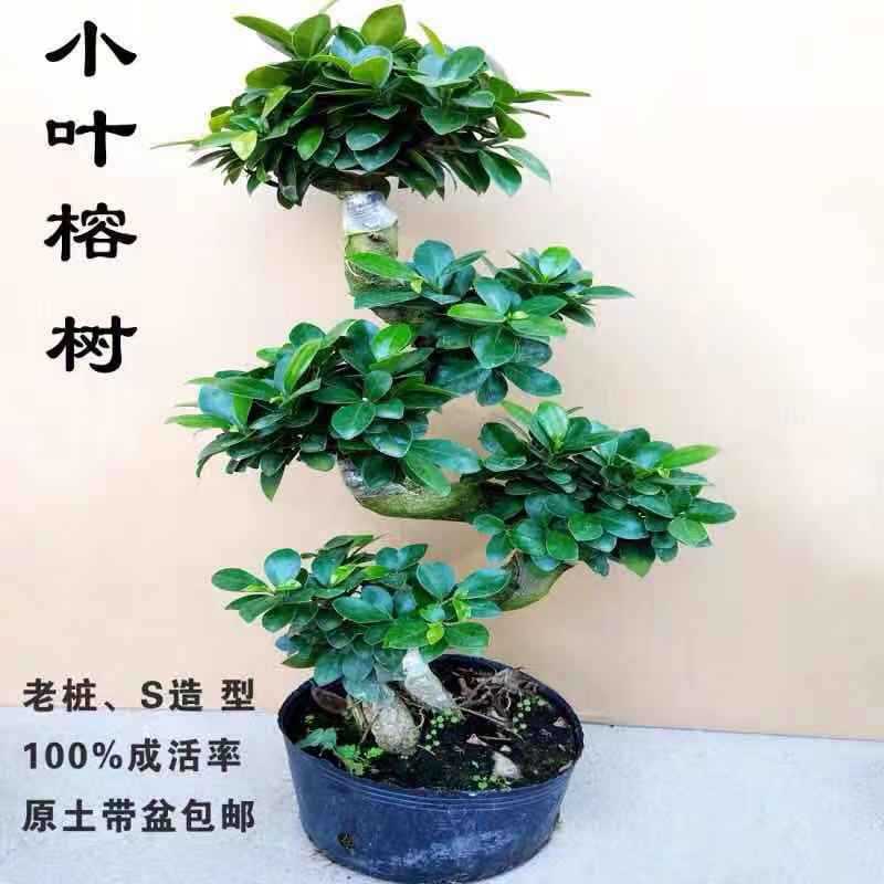 Banyan bonsai ginseng banyan s banyan eight character banya
