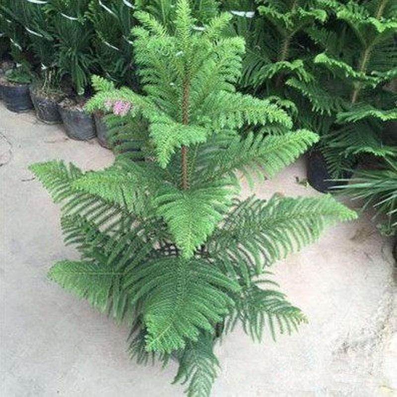 Evergreen Christmas Tree, Southern Ocean Cedar, Pine Tree,