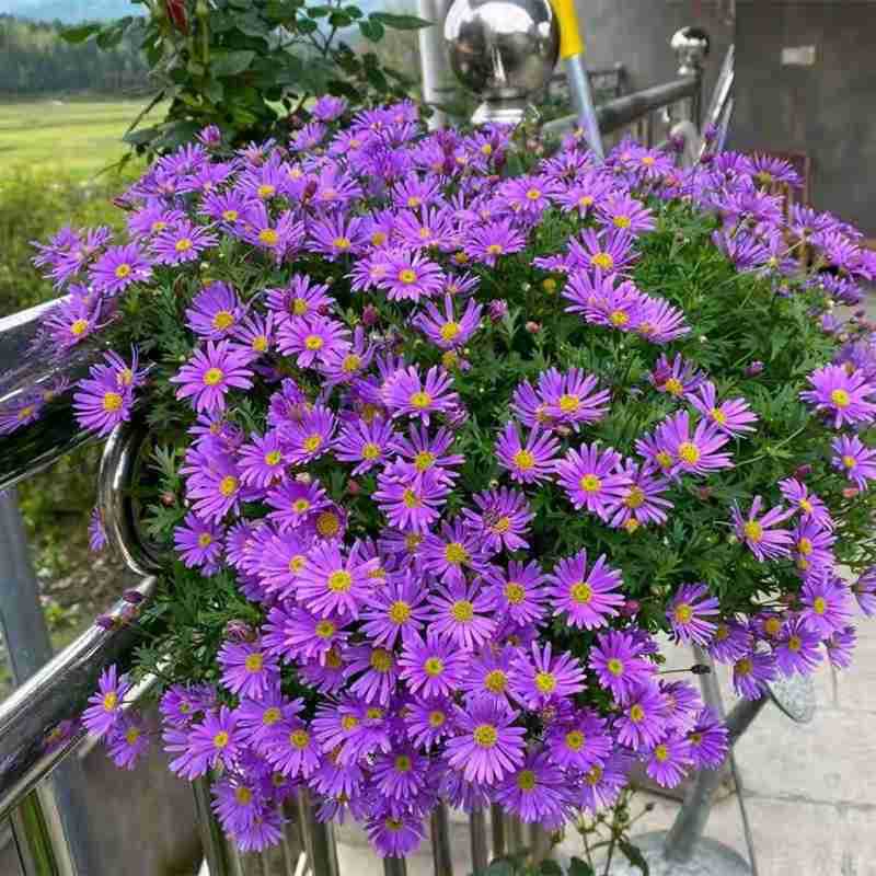 Ji Xiaoju potted plant with flower buds, blooming all year