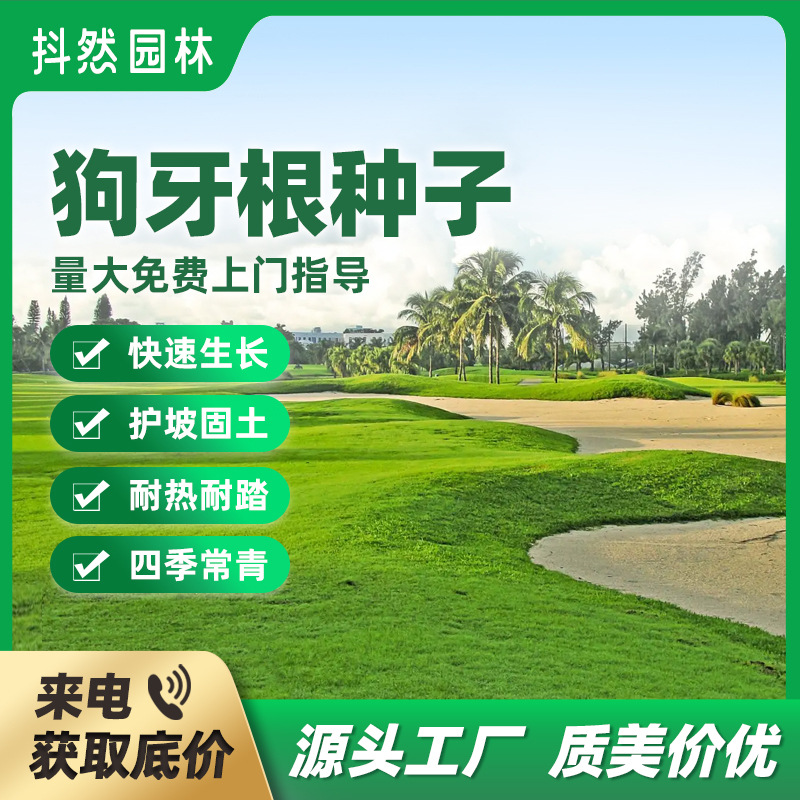 狗牙根百慕大种子护坡固土河道绿化草坪种子