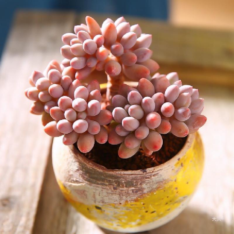 Baby finger succulent old pile succulent group plant super