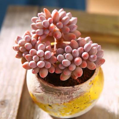 Baby finger succulent old pile succulent group plant super