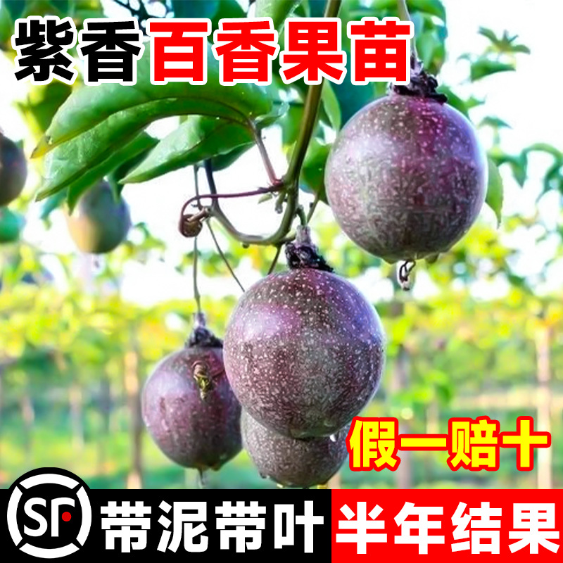 Purple passion fruit grafted seedlings bear fruit continuou