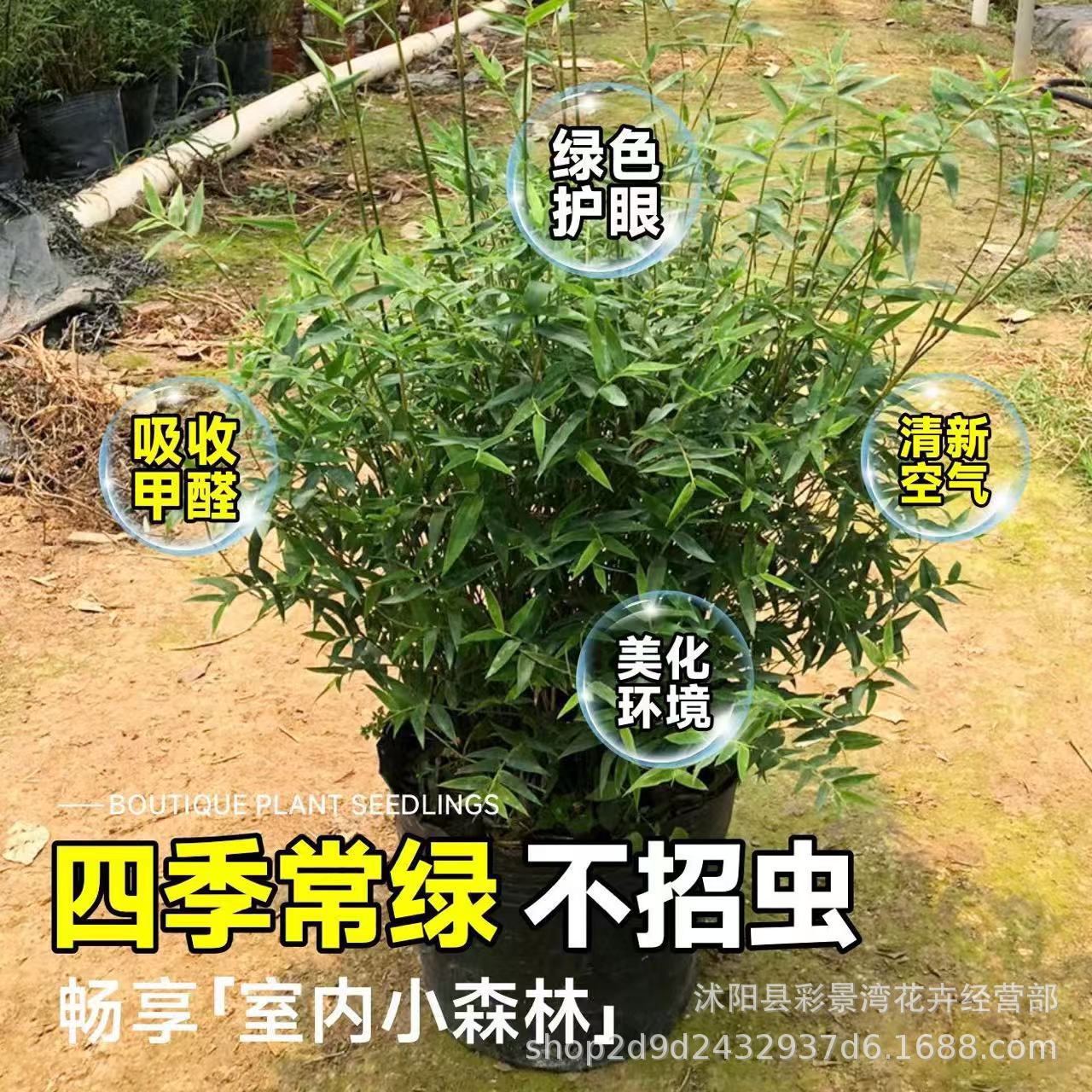 Rice bamboo potted shade tolerant plant small bamboo indoor