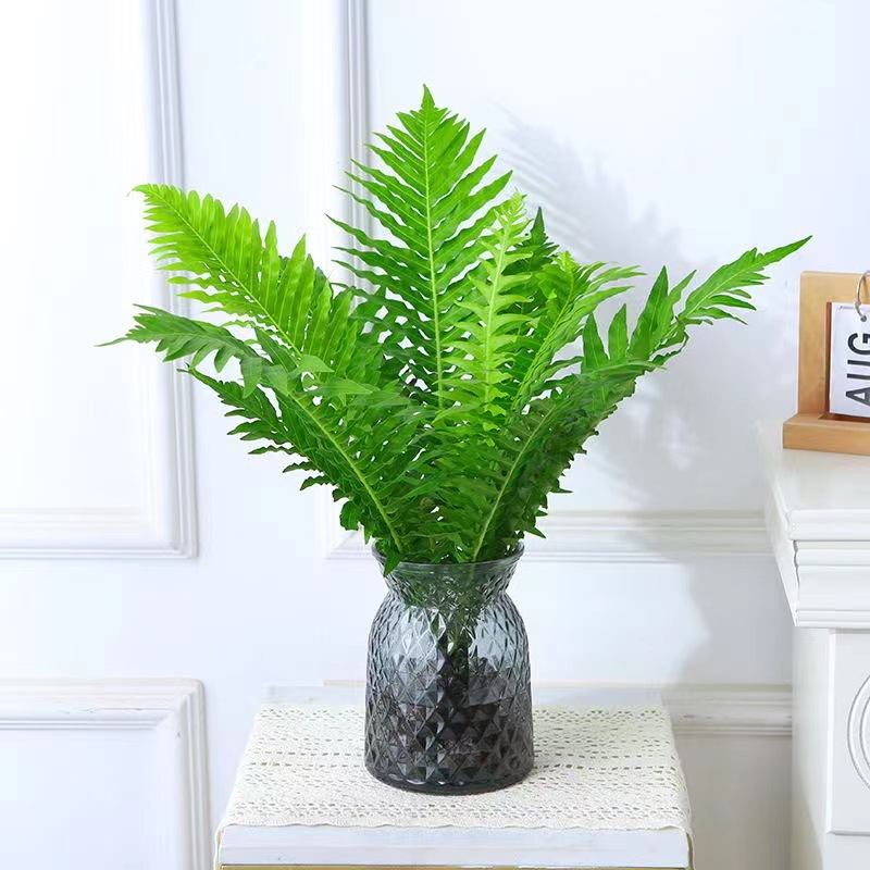 Fugui Fern, shade tolerant foliage plants, office desktop g