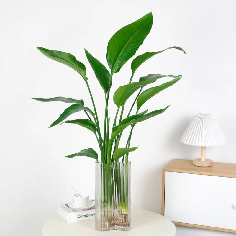 Hydroponic plants, paradise birds, green plants, soilless h