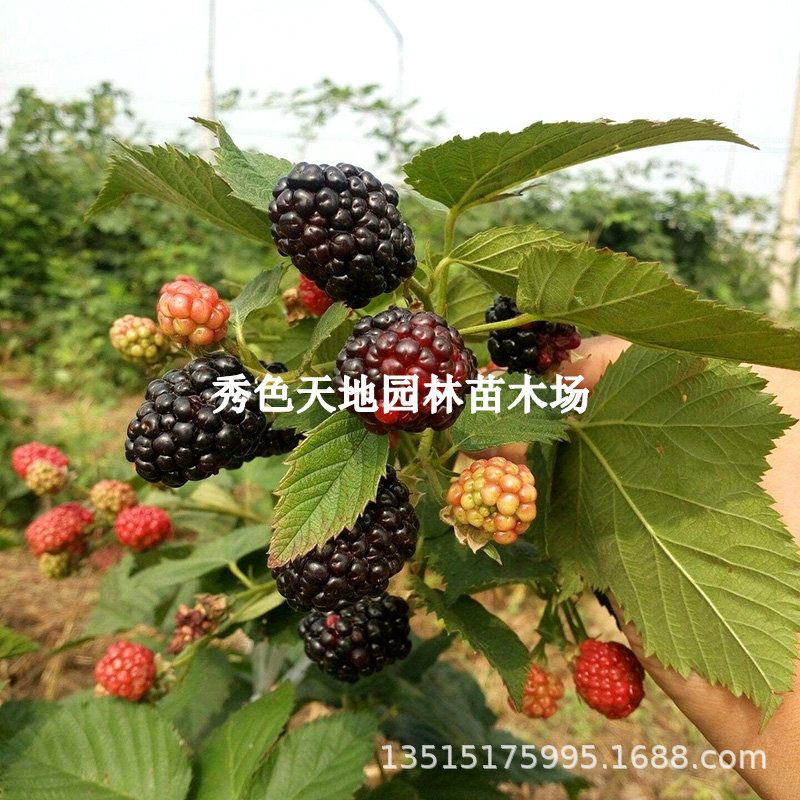 Blackberry, raspberry, black raspberry seedling, triple cro