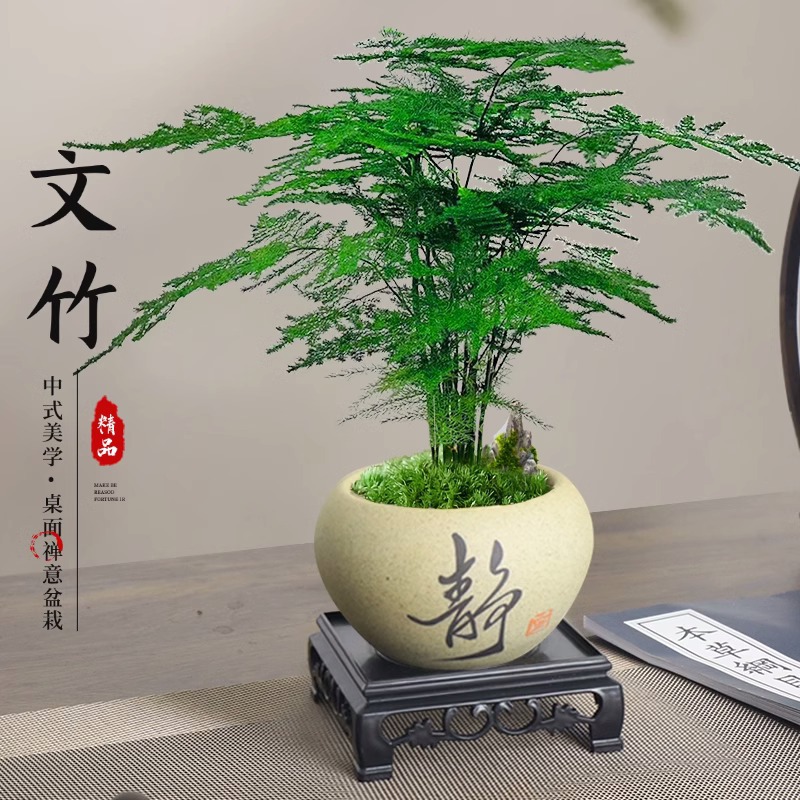 Wenzhu bonsai indoor green plants office desktop small bons