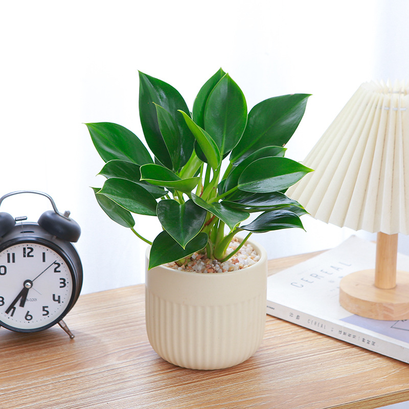 Golden Diamond Potted Plants, Green Princess Plants, Office