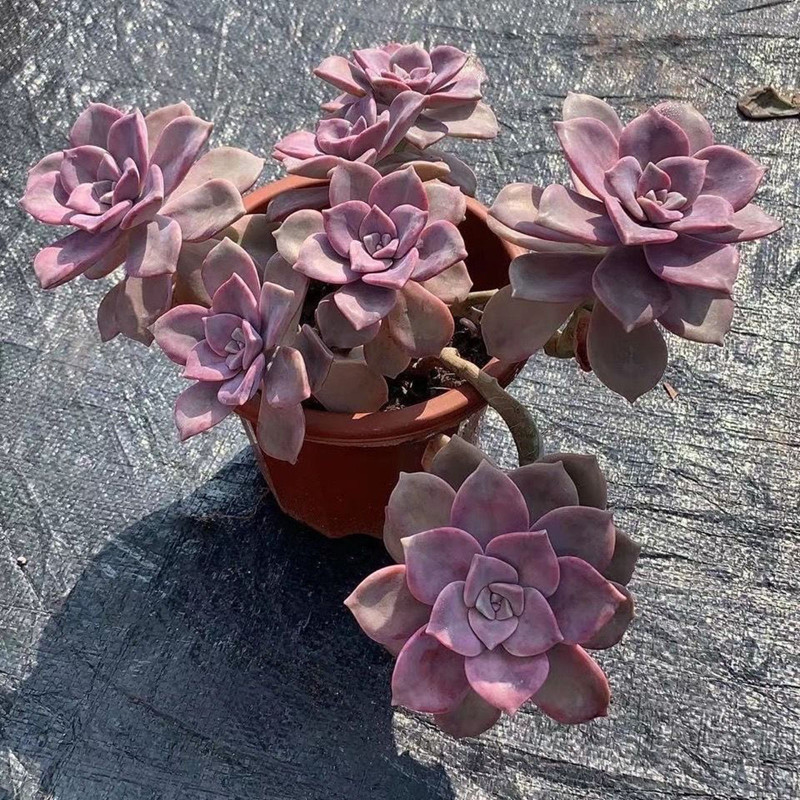 Purple Le succulent old pile group, multiple heads with cub