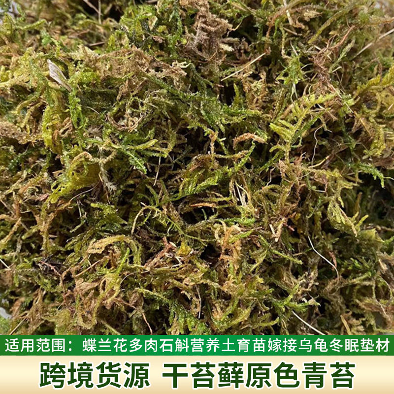 Supply of dry moss, green moss, butterfly flower, succulent