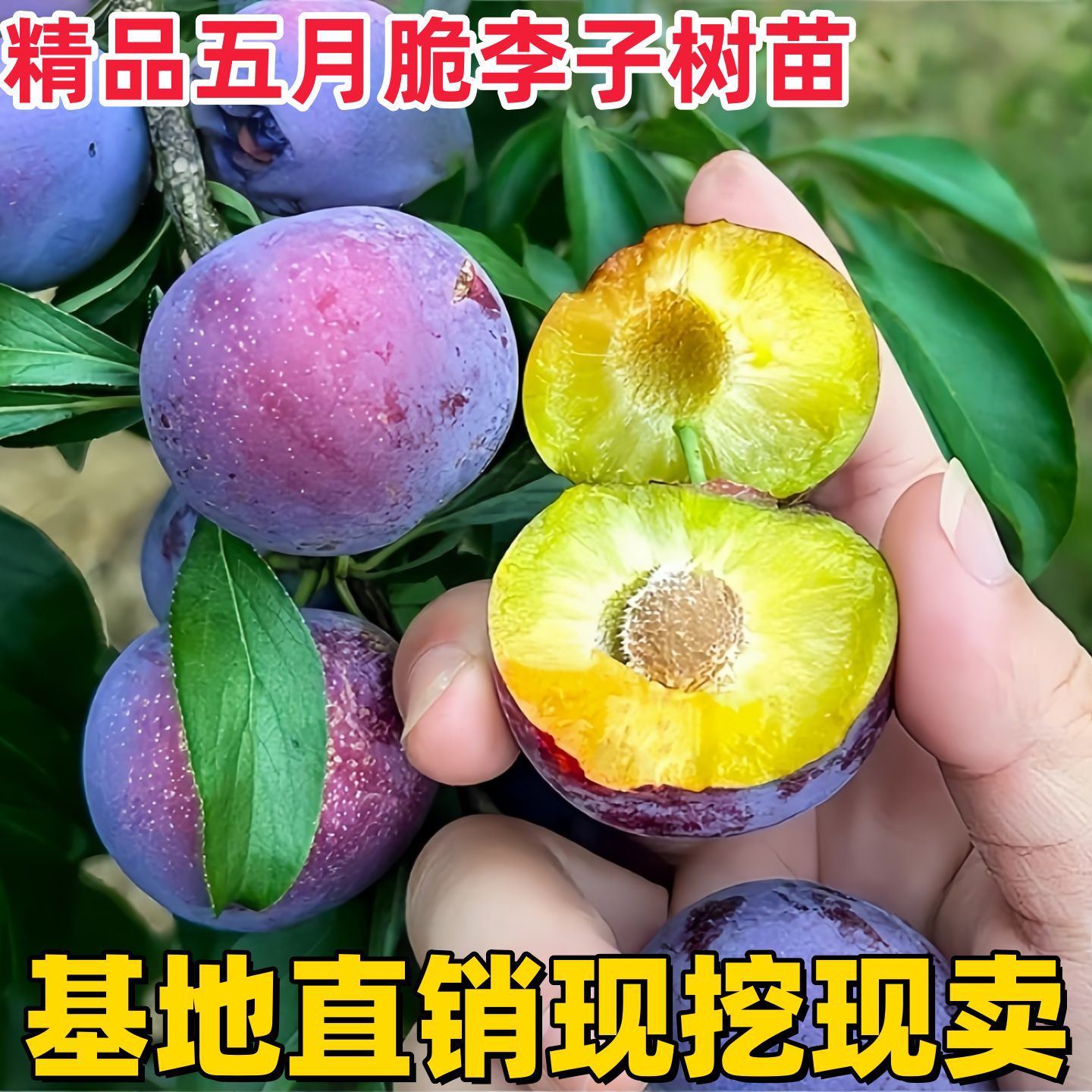 Grafted plum seedlings, honey sugar plum seedlings, potted