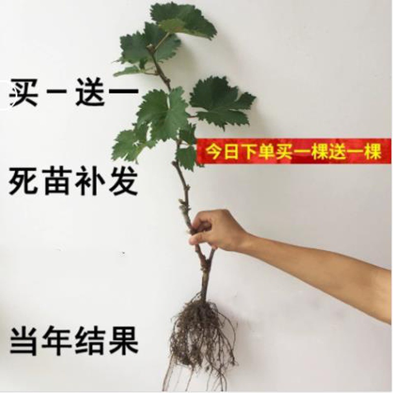 Grafting of Jufeng grape seedlings yields results in the sa