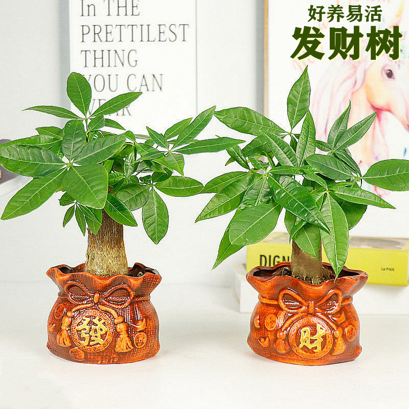 Fortune Tree Potted Plants Indoor Desktop Green Plants Flow