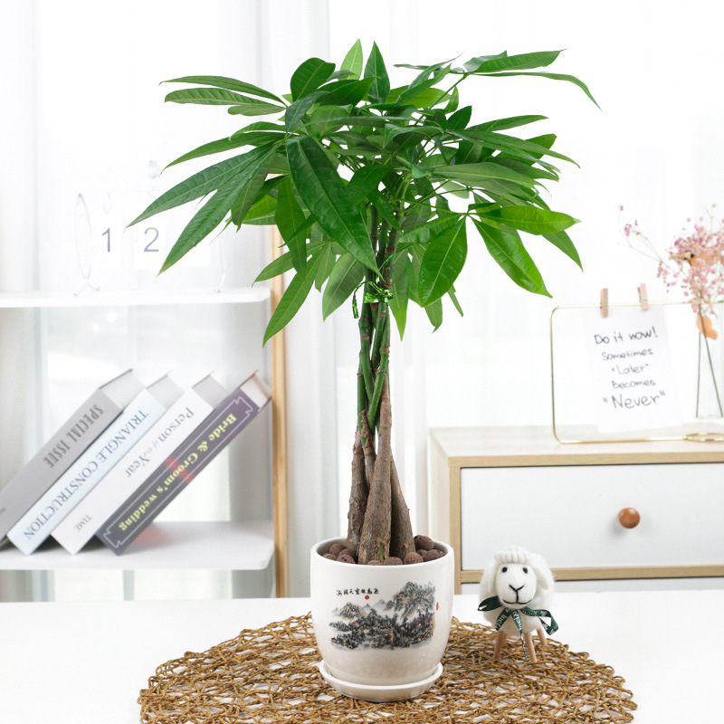 Five Braided Fortune Tree Plants Braided Fortune Tree Green