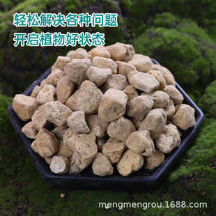 particles light succulent mixed Hinata with stone