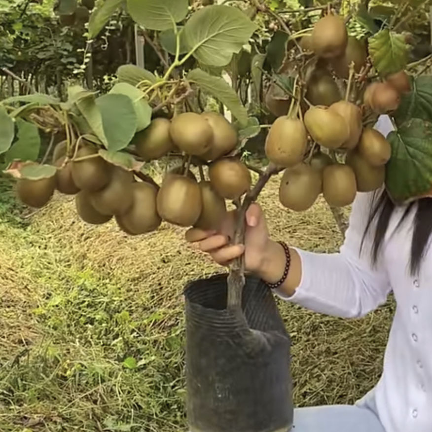 Kiwi tree seedlings grafted with Xuxiang red heart soft juj