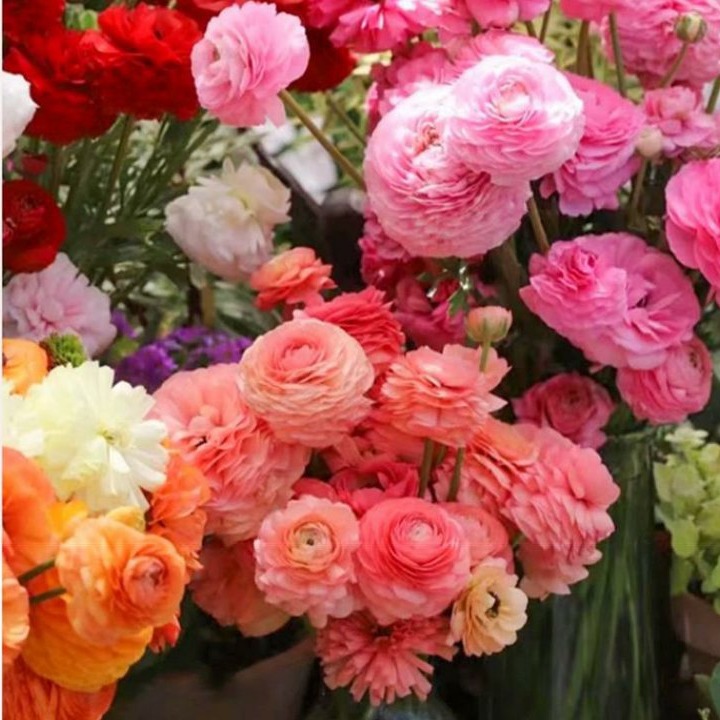 Celery leaf flower, buttercup, root, peony, flower ball, ba