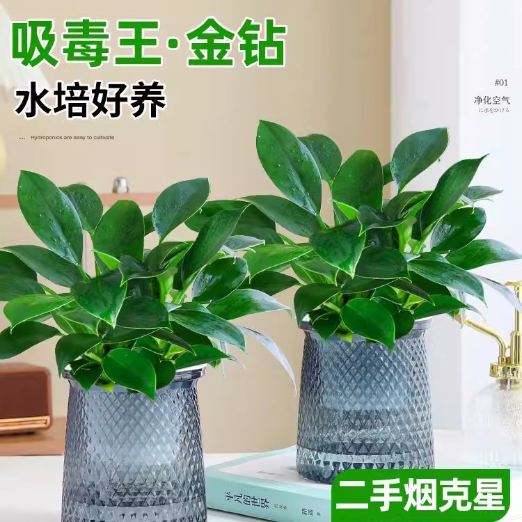 Golden Diamond Potted Plants Platinum Diamond Green Robe Ba