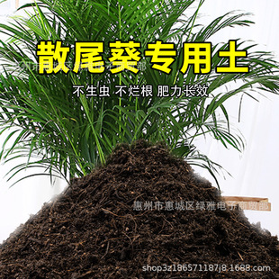 sunflower flower specific nutrient cult soil Scattered