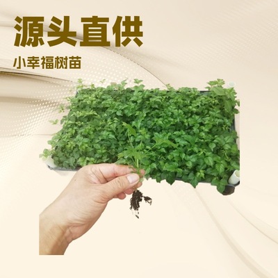 Base direct supply for home office, viewing leaves, green p