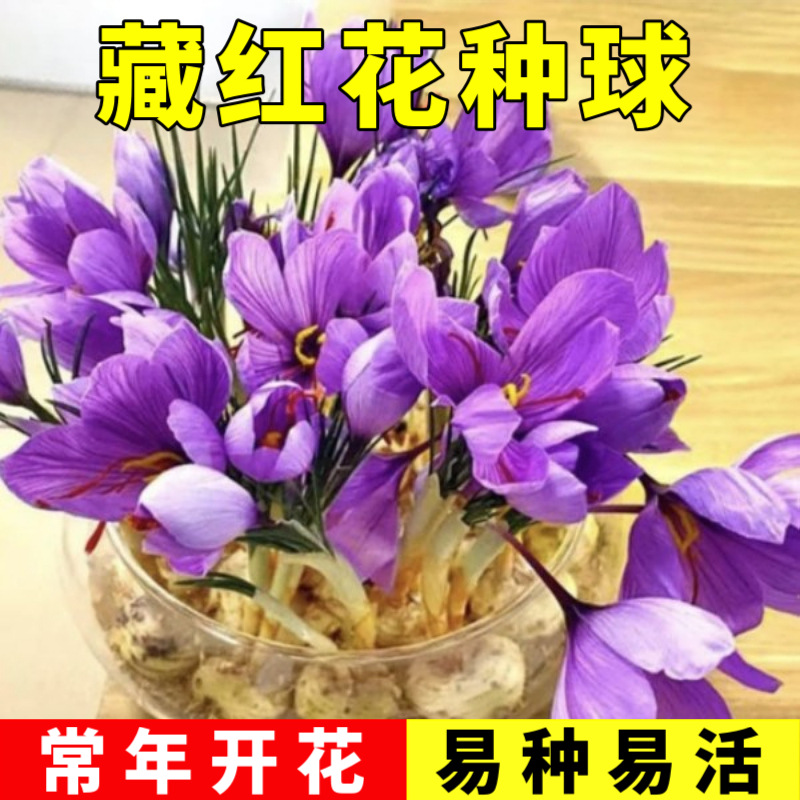 Eating saffron, planting balls, purple saffron, winter cold