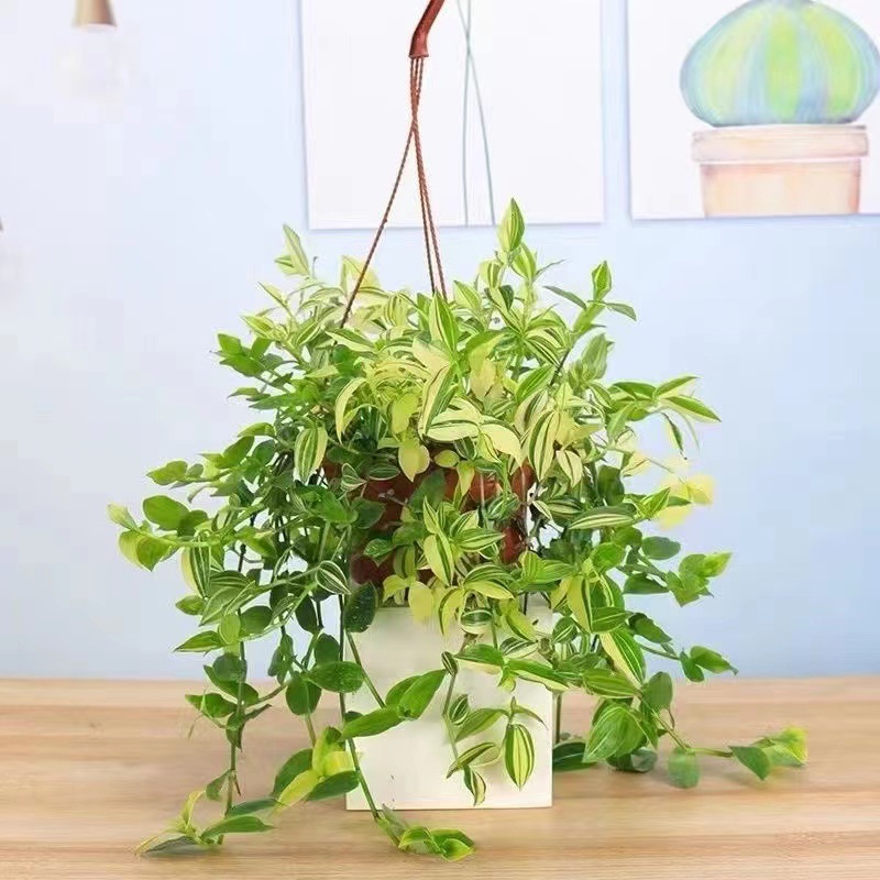 工具青白玉油画吊水培土培懒人好养活室内阳台绿植吊盆栽花卉植物