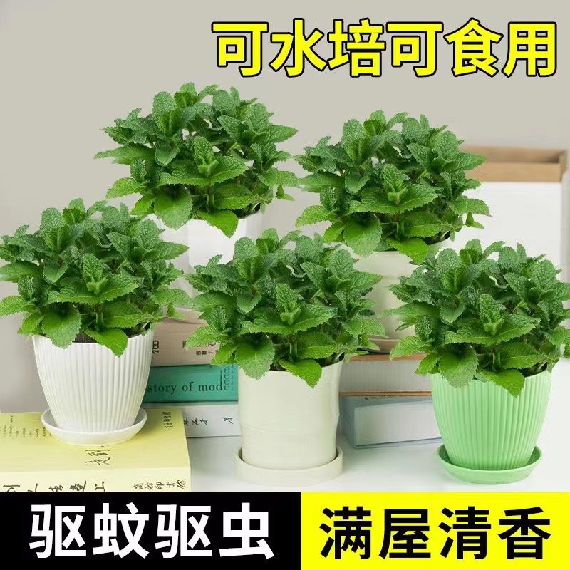 Peppermint potted edible lemon mint leaf hydroponic plant r