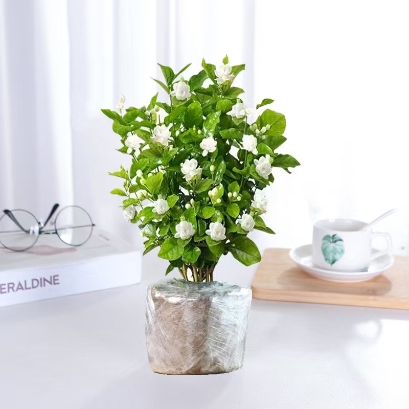 Jasmine potted double petaled with flower buds, blooming al