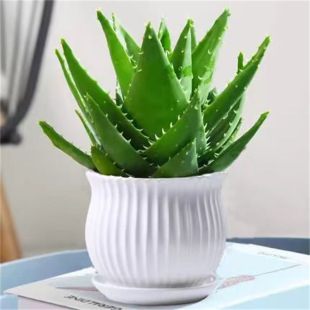 Indoor Formaldehyde Removal Aloe Air Potted and Purifi Vera
