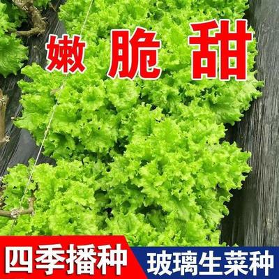 玻璃生菜种子大全水培四季生菜种籽孑农家春夏季菜籽种南方