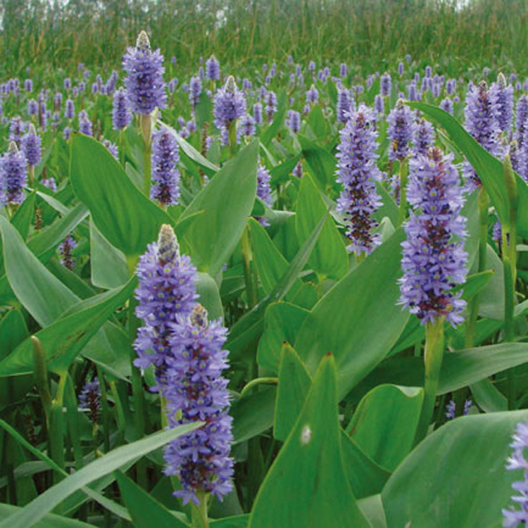 Barracuda small seedling villa park, river water greening,