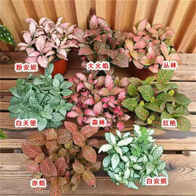 Moss Micro Landscape DIY Material Mesh Grass Single Plant F