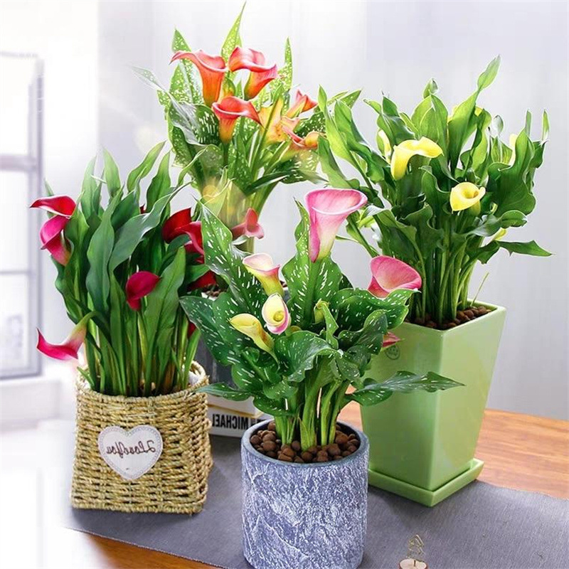 Lotus imported colorful water chestnut bulbs, easy to grow