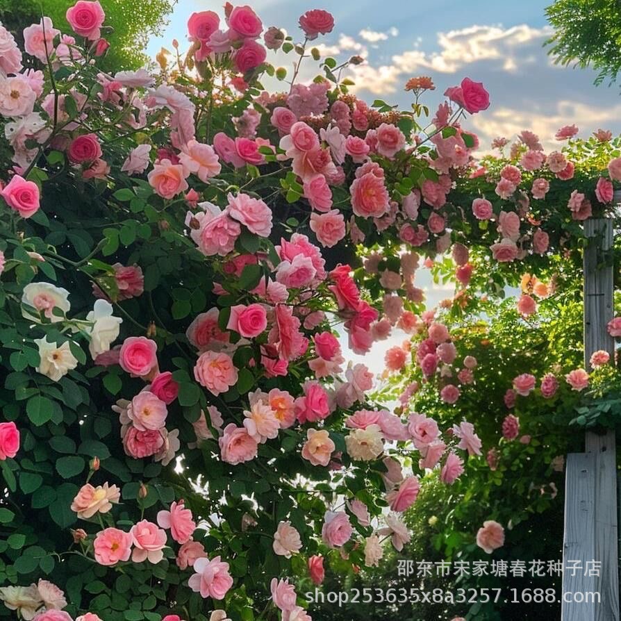 爬藤蔷薇花种子浓香大花重瓣月季玫瑰爬墙花种籽四季种植耐寒活