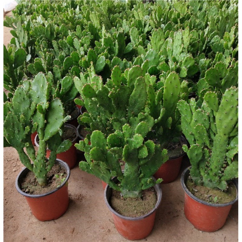 Thousand Hand Guanyin Potted Plants Indoor Balcony Green Pl