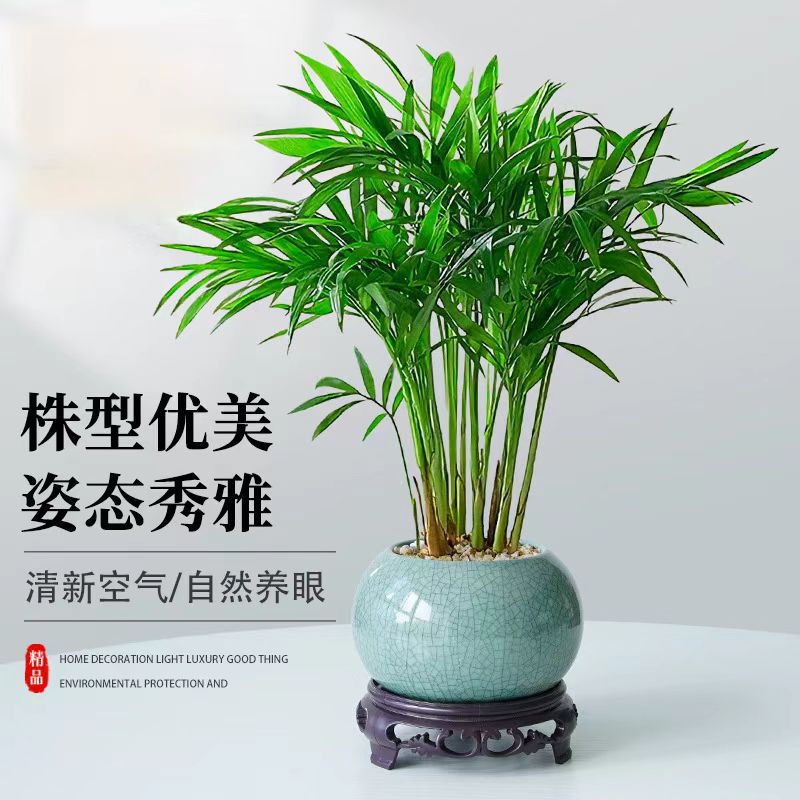 Pocket sized coconut potted plants, indoor plants thriving,