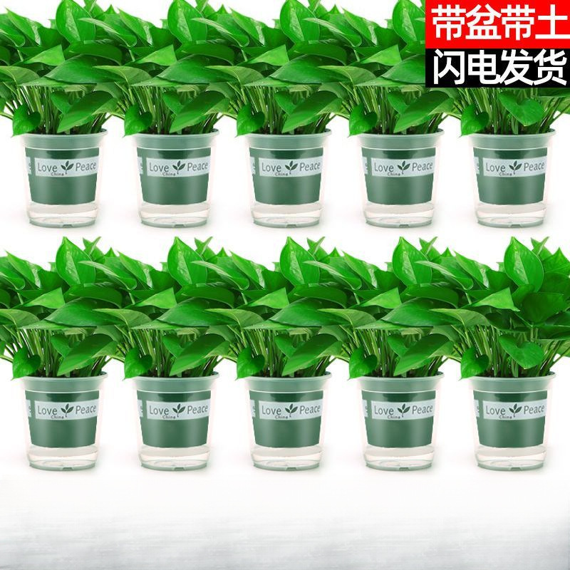 Green ivy potted plants are easy to cultivate indoors, abso