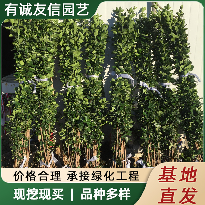 北海道黄杨苗围墙篱笆植物四季常青耐寒庭院工程树苗大叶冬青树苗