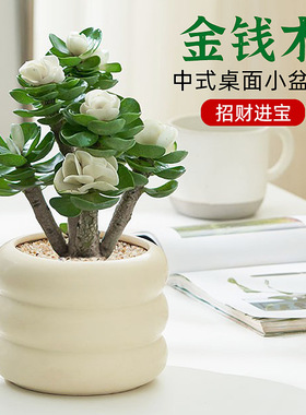 Money Wooden Pot Old Pile Bonsai Plants Desktop Office Dry