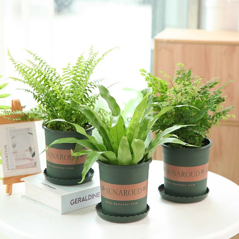 Iron fern potted Boston fern indoor tabletop green plants,