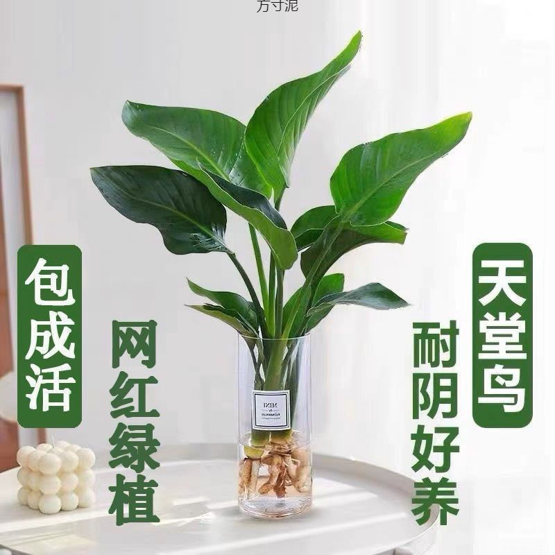 Potted plants, water fed birds, large green plants, indoor
