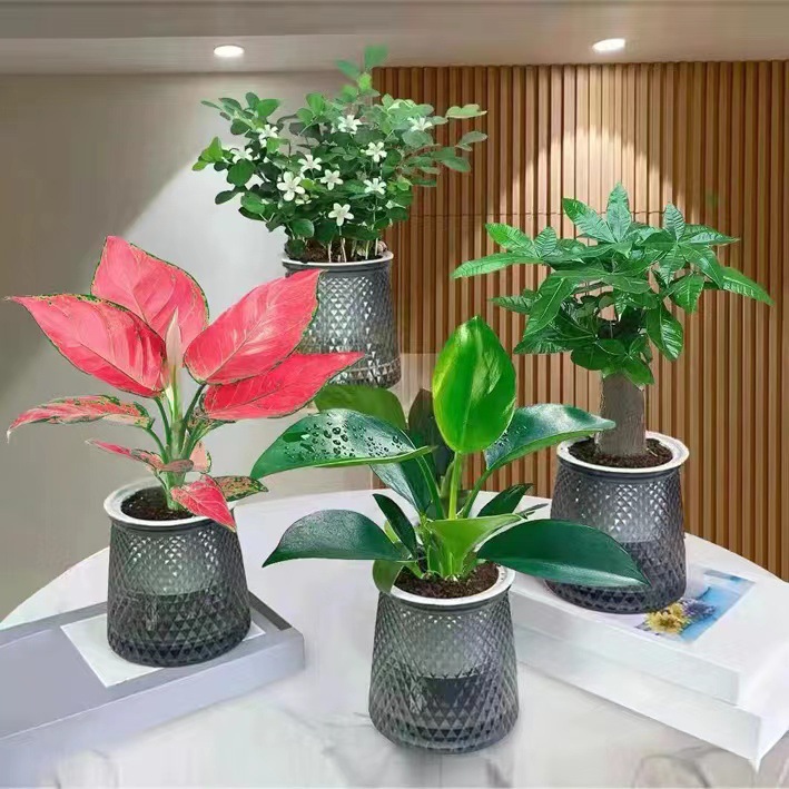 工具买三送一灰透塑胶盆富贵竹金钻发财树九里香绿植物桌面好养