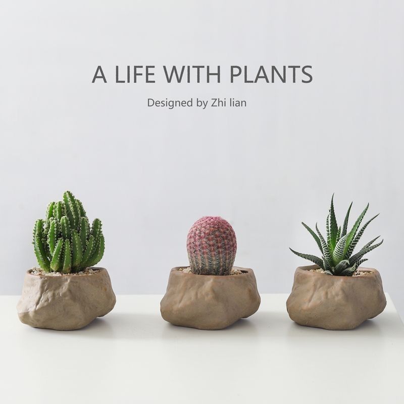 Wanzhong Mountain Potted Plants Red Sun Succulent Cactus Pl