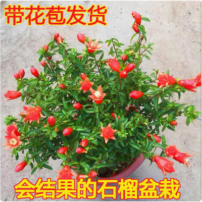 Pomegranate flower pot, bonsai, fruit sapling, indoor year-