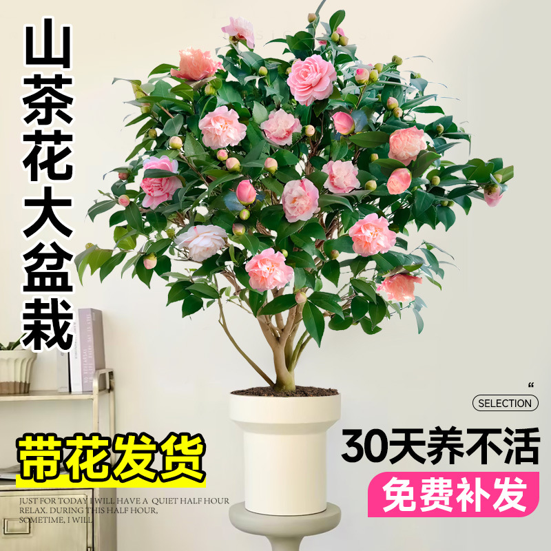 Xiangfei camellia flower pot planting with flower buds, fiv